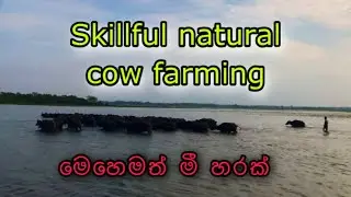 Huge cow gang cross the lake 
