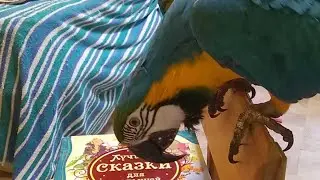 Первый Прямой Эфир С Ливси 💟