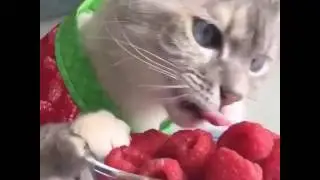 Кошачья жизнь — малина!