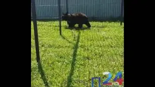 Медведица Машенька из приморского кафе обрела дом