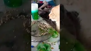 На что вы ЖИВЁТЕ #юмор#cat #смешные  котики .