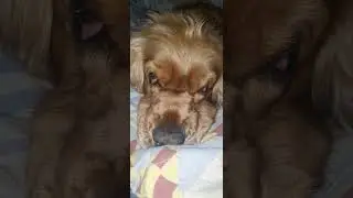 Английский спаниель Арчи спокойной ночи