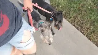 Correcting Signs of Reactivity on the Walk l Rooted Dog Training