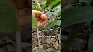 Growing Wax Apple in a container #fruits #cultivation #agriculture #harvesting #orchard #garden