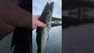 Sea Cod Fishing in Norway.