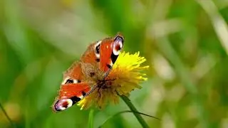 Butterfly & Bloom 🌸🦋 | Relaxing Nature Moment with Calm Music #relaxingnature #calmmusic #flower #4k
