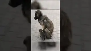 ЖАЛКО КРАСАВИЦУ😭