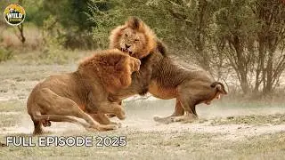 LION KINGS | The Most Brutal Battle for Survival in the Wild | Animal Documentary