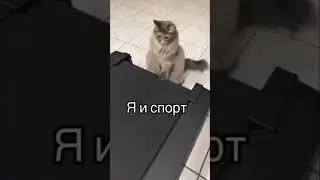 #жиза #коты #беговаядорожка