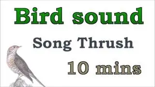 Bird sound #3 - SongThrush