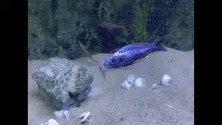 Ophthalmotilapia ventralis 