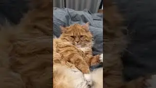 Evening VS Morning #funnycats #shorts