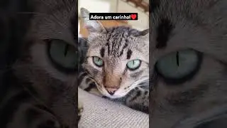 Adora um carinho!♥️ #gatos #cat #amogatos #pets #gato #felinoslindos
