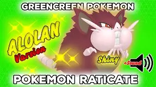 Pokemon Raticate Alolan ✨Shiny✨ | GreenScreen | Pokémon GO | 👍POGOTUBE✅✨