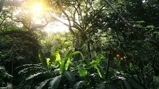 In Green Solar Jungles Of Central America. Stock Footage