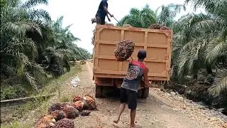 TUKANG PIKUL  SAWIT,,, KALIMANTAN KERAS KAWAN..!