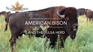 NatureWorks: American Bison and The Tulsa Herd