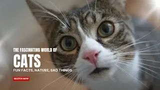 Fascinating World of Cats | Sad Facts | Interesting Facts