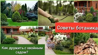 Азы агротехники хвойных растений для новичков!🌲❤️ От покупки, до посадки. 14 ноября 2023 г.