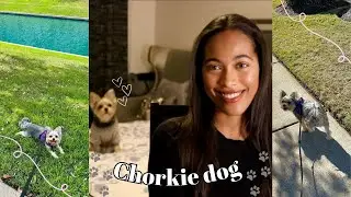 Life with a chorkie dog