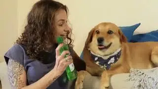 Adeus Pulgas e Carrapatos! Conheça os Produtos Antiparasitários da World Veterinária