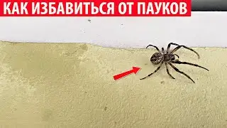 Как избавиться от пауков во дворе частного дома? Проверенный и надёжный способ!