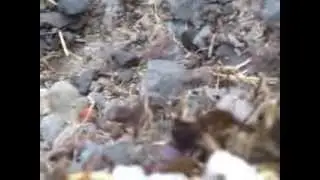 Jeju Crabs