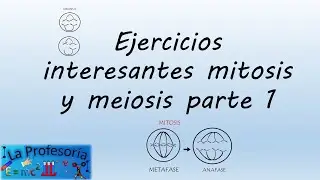 Interesting exercises on Mitosis and Meiosis part 1