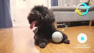 Pet World - Wicked Ball, Automatic Ball To Keep Your Pets Company All Day