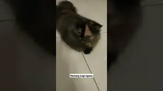 kucing lagi ngaso - cat video 