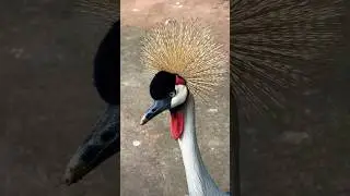 Hand Feeding the Ugandan National Bird #uganda #animals