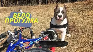 Вело прогулка с голубым амстаффом