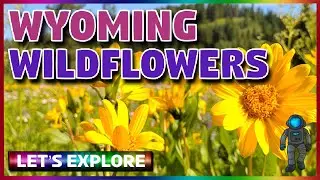 Exploring Wyoming Wildflowers | No Talking