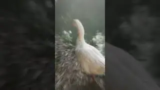 Geese | Nature's Feathered Flock #shorts
