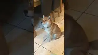 Bear the talking Shiba Inu!!