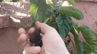 шелковица как ягода вкусно 👍