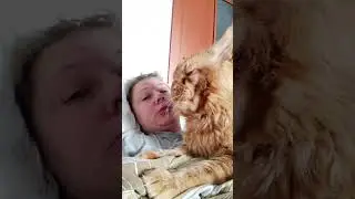 Мейн кун. Кот Джокер. Целовашки.