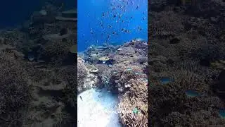 вот такую красоту можно увидеть если погрузиться дайвингом в море 😍