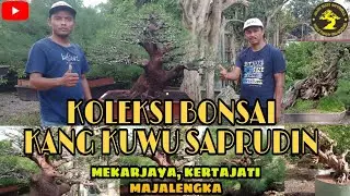 KOLEKSI BONSAI KANG KUWU SAPRUDIN | MEKARJAYA KERTAJATI MAJALENGKA