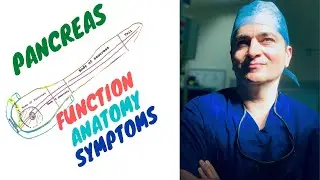 Pancreas Function, Anatomy, Symptoms: made easy to understand through expert insight