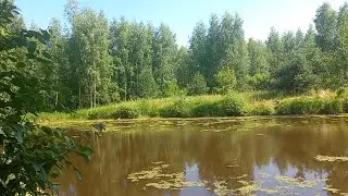Жизнь в деревне/  12 июля 2022 г./В Лес На Разведку 🍄🍓