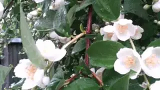 PHILADELPHUS