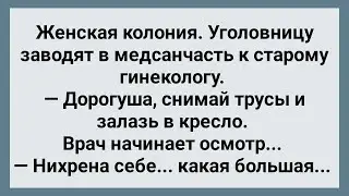 Старый Гинеколог в Женской Колонии! Сборник Свежих Анекдотов! Юмор!