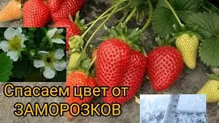 Клубника спасаем от весенних заморозков. Як врятувати цвітоноси від морозу.