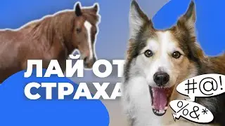 ОТУЧИТЬ СОБАКУ ЛАЯТЬ ОТ СТРАХА 🐶 Научить щенка молчать, когда лает, лай на людей, звуки, животных 🐕