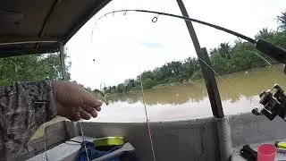 Udang Galah Tanjung Siam