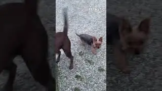 Bubble Craving Canine! Doggo's Obsession with Floating Fun