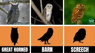 The ULTIMATE Owl Identification Guide! (United States)