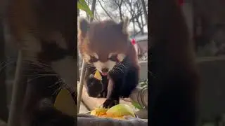 What should I do if my teeth are stuffed by apples?😋😋😋#trending #cute #adorable #redpanda #love