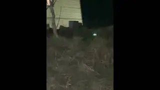 Что это? Кот или рысь? Э Дальний выключи😂 когда с Волковым увидели обычного кота😂